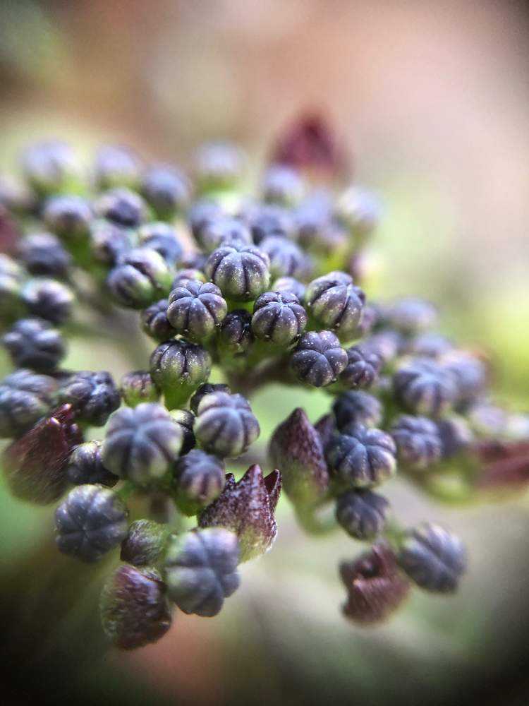 山紫陽花💜青覆輪清澄沢の成長記録🌿｜🍀GreenSnap（グリーンスナップ）
