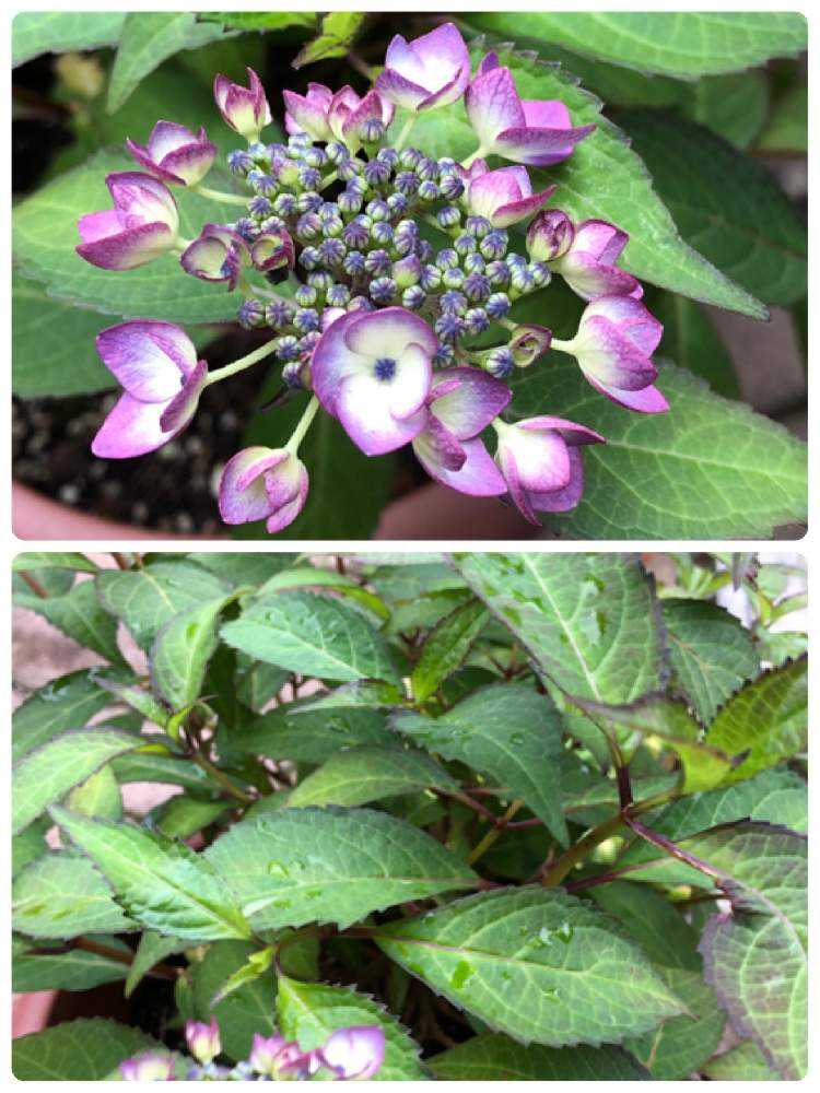 山紫陽花💜青覆輪清澄沢の成長記録🌿｜🍀GreenSnap（グリーンスナップ）