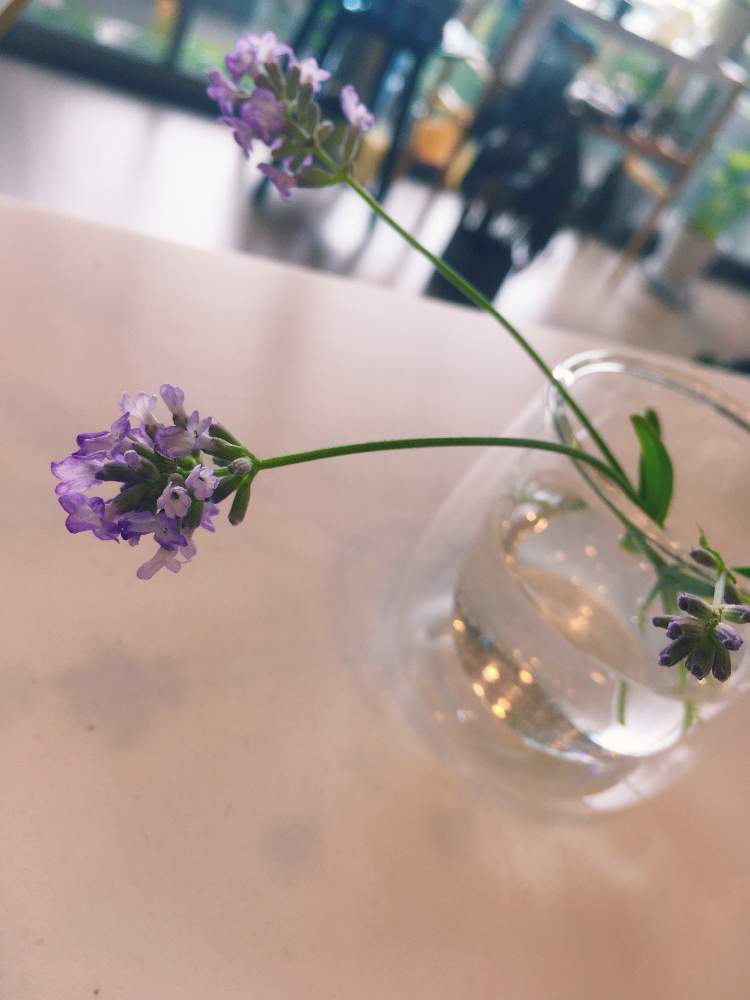 ラベンダーの投稿画像 By スゥジィさん ラベンダーレディと開花と観葉植物と種まきと種からとラベンダー とハーブと切り花 月6月7日 Greensnap グリーンスナップ