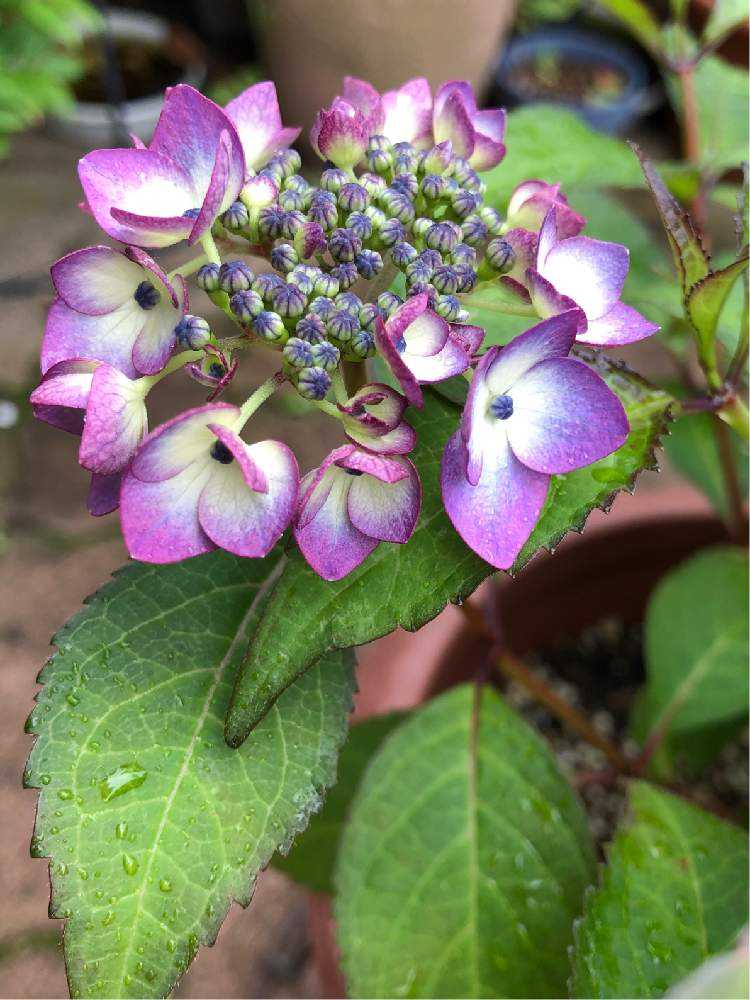 山紫陽花💜青覆輪清澄沢の成長記録🌿｜🍀GreenSnap（グリーンスナップ）