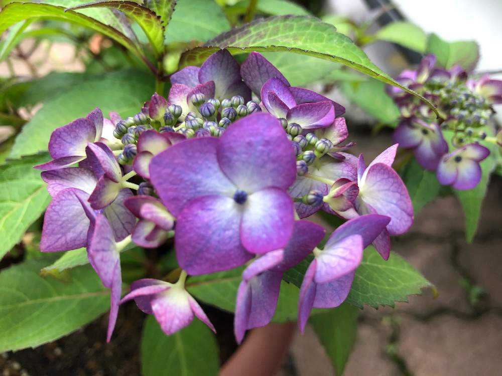 山紫陽花💜青覆輪清澄沢の成長記録🌿｜🍀GreenSnap（グリーン