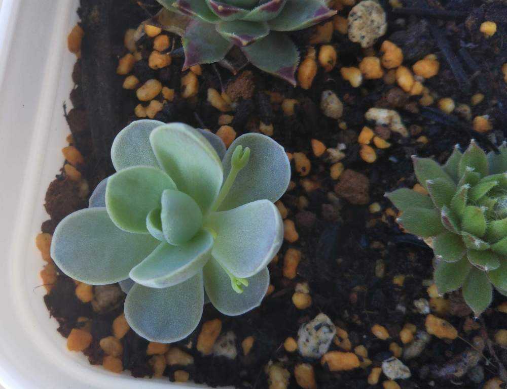 子持ち蓮華の成長｜🍀GreenSnap（グリーンスナップ）