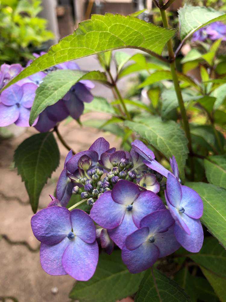 華やかな覆輪紫陽花 山紫陽花💜青覆輪清澄沢の成長記録🌿｜🍀GreenSnap（グリーン