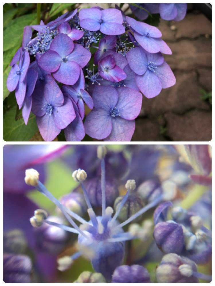 山紫陽花💜青覆輪清澄沢の成長記録🌿｜🍀GreenSnap（グリーンスナップ）