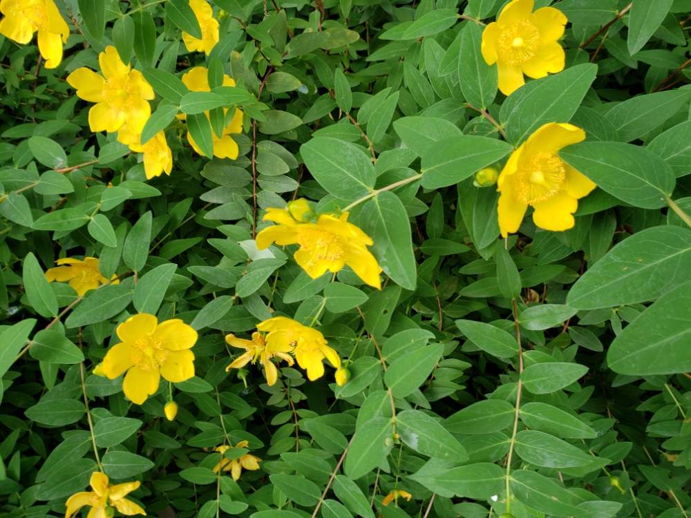 イボちゃんさんの投稿画像 月6月7日 Greensnap グリーンスナップ