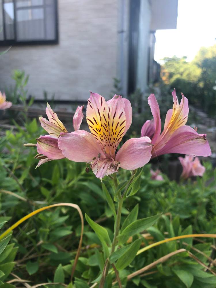 アルストロメリアの投稿画像 By Abedenさん 月6月7日 Greensnap グリーンスナップ