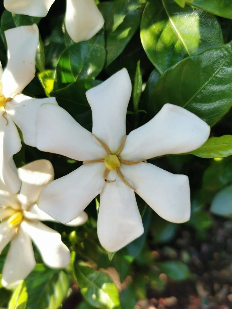 クチナシの投稿画像 By ももんがさん 月6月7日 Greensnap グリーンスナップ