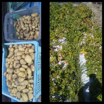 ジャガイモ キタアカリの画像 by bachistaさん | 畑とジャガイモ キタアカリと豊作とジャガイモ メークイン