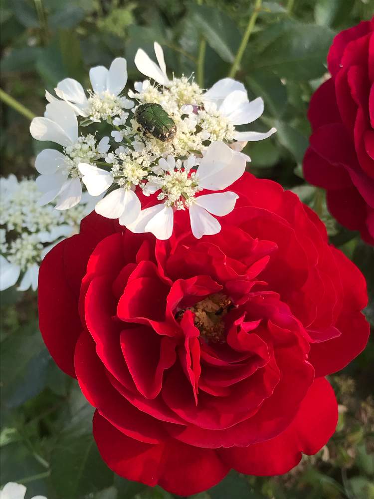 オルレアの投稿画像 By セイラさん バラといいかおりとばら バラ 薔薇とハーブの花とハーブのある暮らしとばら園にてとバラ ミニバラ 月6月7日 Greensnap グリーンスナップ