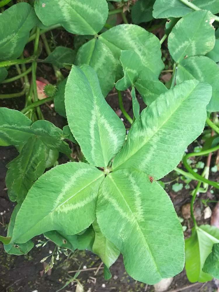 四つ葉のクローバーの投稿画像 By 月見草 さん 月6月7日 Greensnap グリーンスナップ