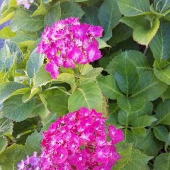 赤い紫陽花の投稿画像一覧 Greensnap グリーンスナップ