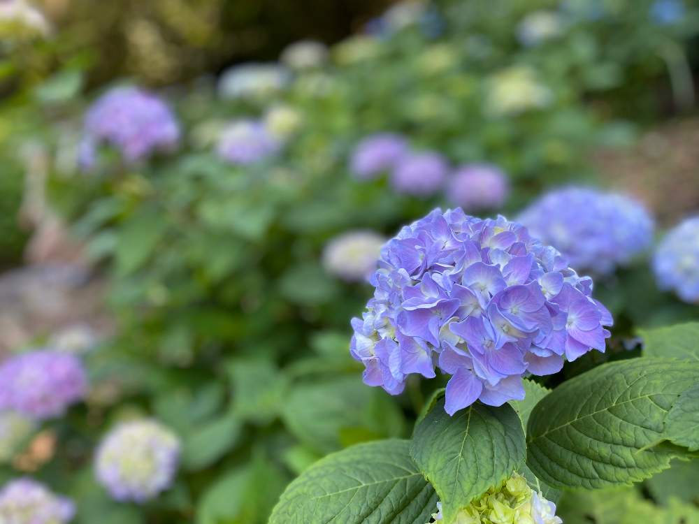 紫陽花の投稿画像 By Mimimoさん 紫陽花 あじさい アジサイと花のある暮らしとiphone撮影とノンフィルターと吉備津神社 月6月7日 Greensnap グリーンスナップ