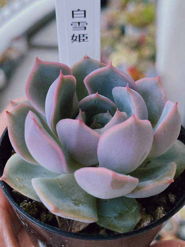 新作モデル 多肉植物 白雪姫 植物 観葉植物 Www Qiraatafrican Com