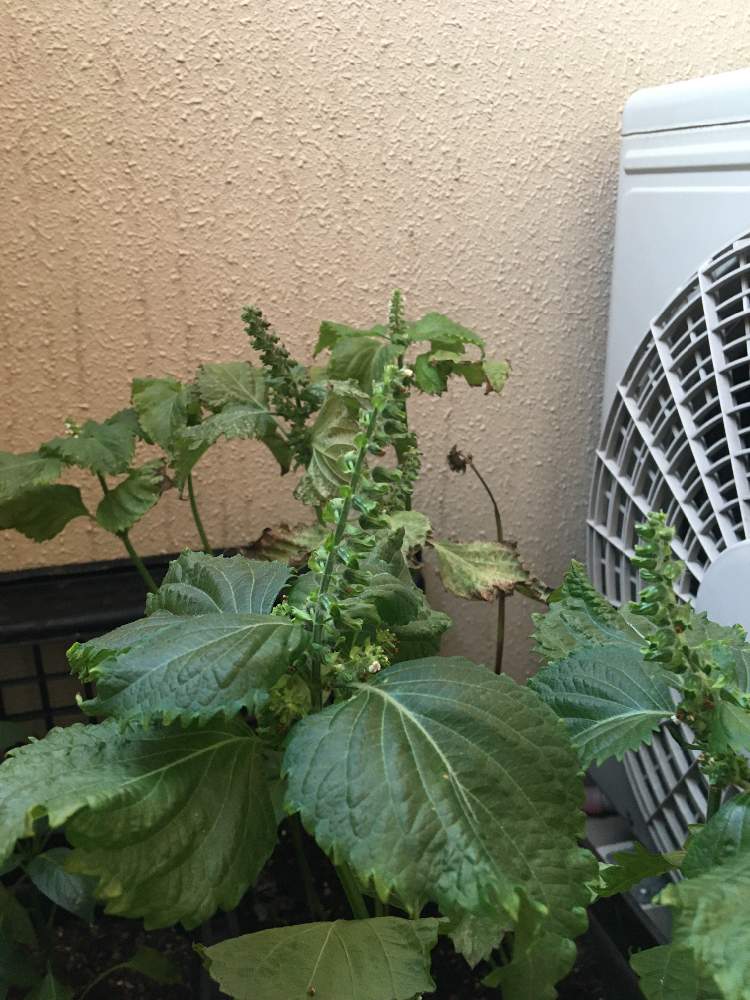 ほっしーさんの投稿画像 月6月7日 Greensnap グリーンスナップ