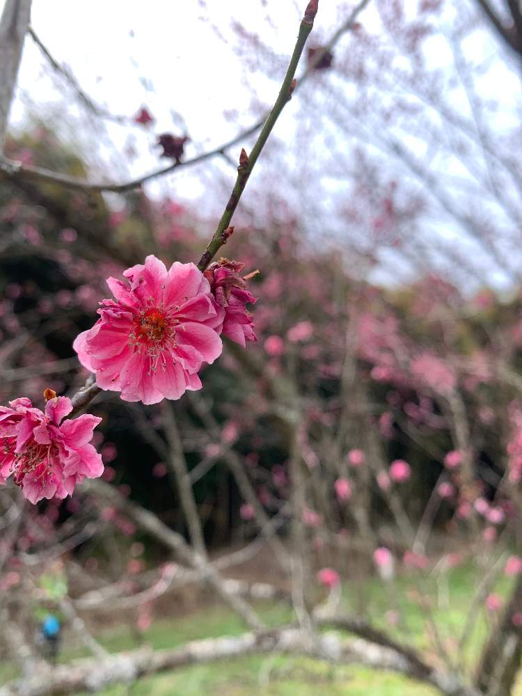 ひおりさんの投稿画像 月6月7日 Greensnap グリーンスナップ