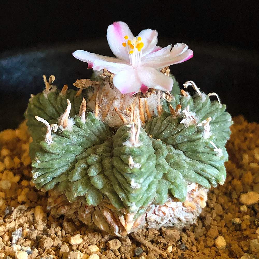 花籠の投稿画像 By Akixさん アズテキウム リッテリとサボテン科と花籠 Akixと成長記録と記録撮影と咲いた とバルコニー ベランダとサボテン コレクション とサボテン科と花籠 Akixと成長記録と記録撮影と咲いた とサボテンコレクション 月6月7日