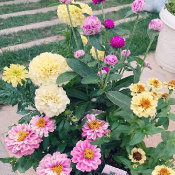 マリーゴールドアフリカンホワイトバニラの投稿画像一覧 Greensnap グリーンスナップ