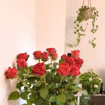 おうちで飾るお花 の画像 by pontanさん | 部屋とバラとばら バラ 薔薇とプレゼントとおうち園芸とおうちで飾るお花 とバラを楽しむとstay home
