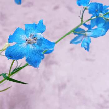おうちで飾るお花 の画像 by niki 可愛いお花屋さんが好きさん | デルフィニウムと切り花とお花のある生活と花は癒やし♡とおうちで飾るお花 