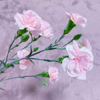 おうちで飾るお花 の画像 by niki 可愛いお花屋さんが好きさん | スプレーカーネーションと切り花とお花のある生活と花は癒やし♡とおうちで飾るお花 