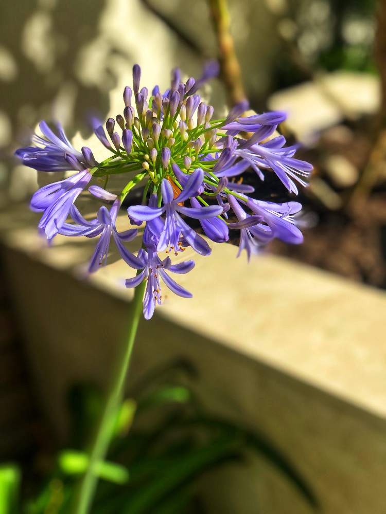 紫君子蘭の投稿画像 By Michaelさん Usaと太陽大好きとgs映えとgs日和とアバカンサス とロサンゼルスと南カリフォルニアと海外暮らしと カリフォルニア 月6月7日 Greensnap グリーンスナップ