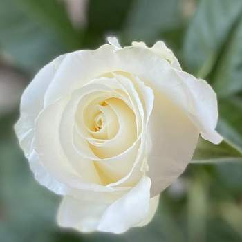 心を癒す花♡の画像 by ちきさん | エントランスと心を癒す花♡とありがとうーねー☺️と白薔薇.と挿し木の薔薇と華やぐ空間