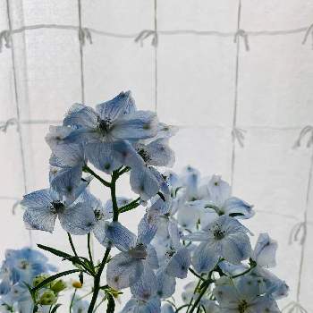 おうちで飾るお花 の画像 by nyamiさん | 部屋と花のある暮らしとおうちで飾るお花 