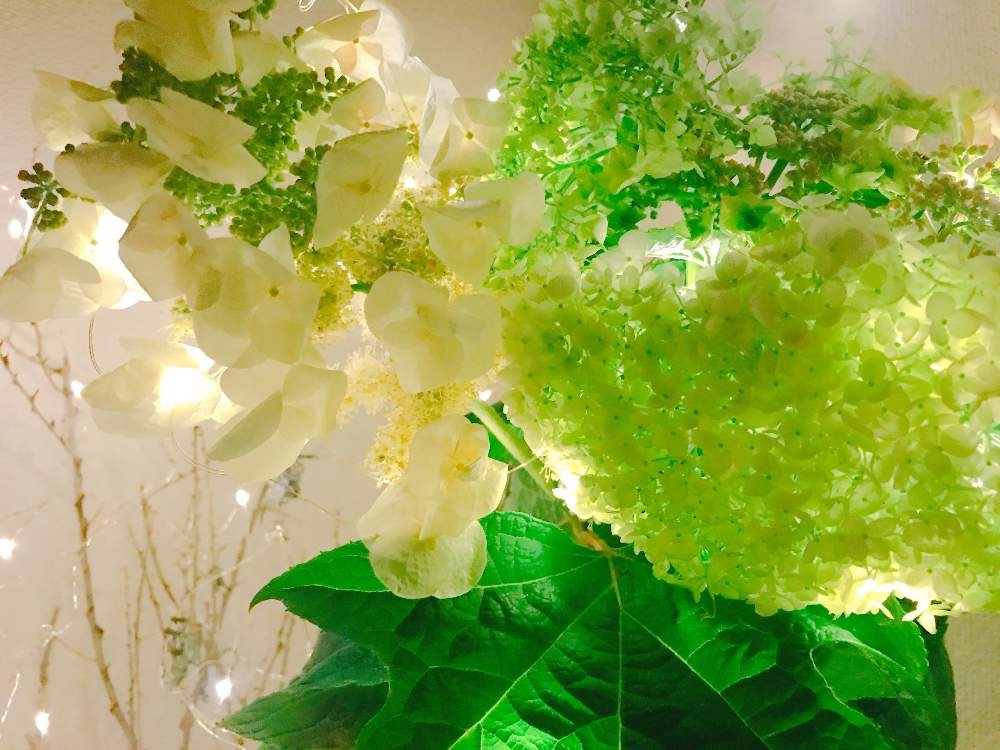 カシワバアジサイの投稿画像 By Yukoさん あじさい 万華鏡と白いあじさいと紫陽花 あじさい アジサイとおうちで飾るお花 とドライフラワー大好きと ドライフラワー にする とリフレッシュして 元気になる 花飾りフォトコンテストとドライフラワーディスプレイとお花の