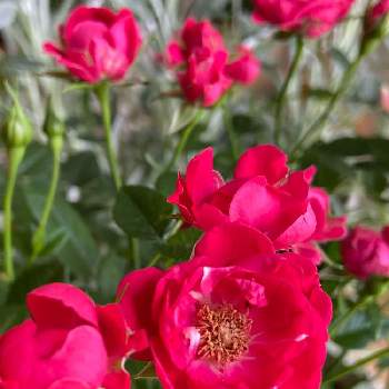 長持ちする花の投稿画像一覧 Greensnap グリーンスナップ