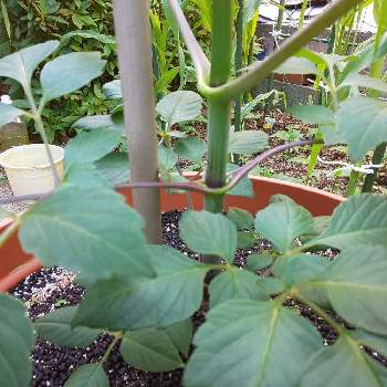 E 花屋さんの植物達の投稿画像一覧 Greensnap グリーンスナップ