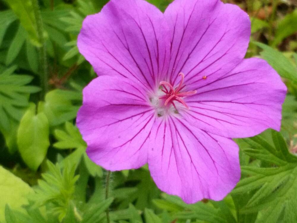 ピンクの花の投稿画像 By Moonさん 泉ボタニカルガーデンと夏のガーデンとゲラニウムとお出かけ先とピンクの花と泉ボタニカルガーデンと夏のガーデン 月6月7日 Greensnap グリーンスナップ Greensnap グリーンスナップ