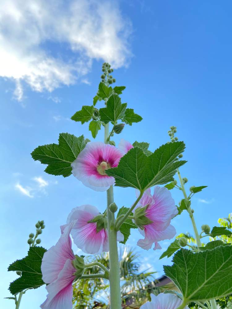 タチアオイの投稿画像 By Rinrin さん 青空と青い空と白い雲と青空と青い空と白い雲 月6月7日 Greensnap グリーンスナップ Greensnap グリーンスナップ
