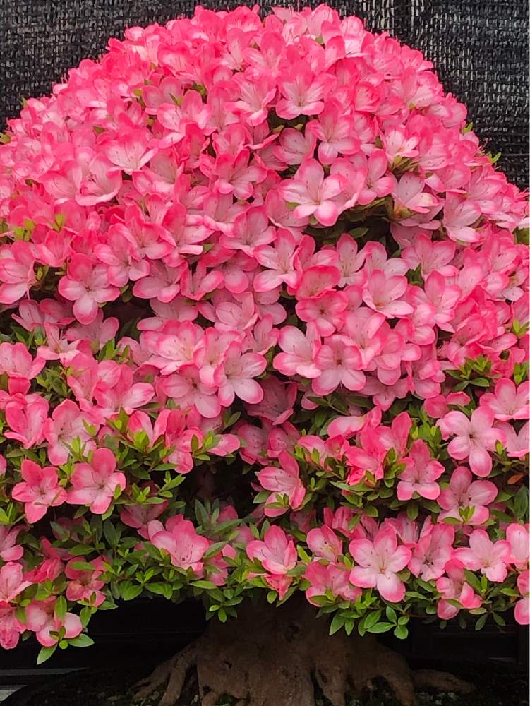 皐月 さつき の投稿画像 By Ryo Ggさん サツキ と盆栽とサツキの花とサツキ盆栽 月6月7日 Greensnap グリーンスナップ