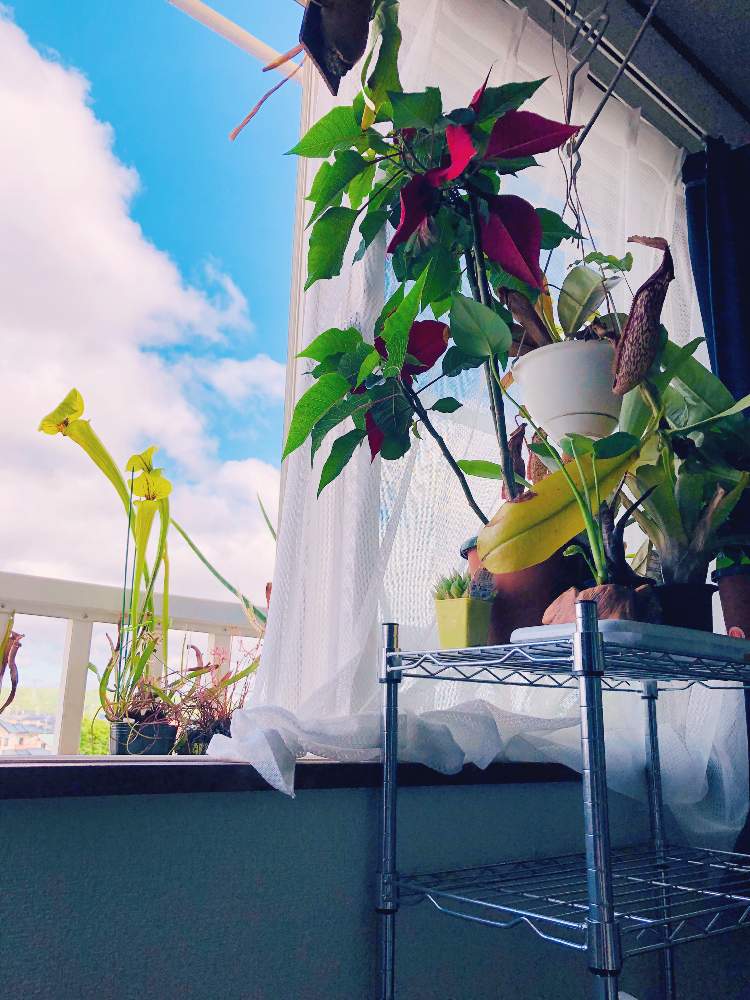 ポインセチアの投稿画像 By Yuuuuuさん ウツボカズラとサラセニア交配種とみどりのある暮らしと植物のある暮らしと食虫植物と植中毒と食虫 植物 ウツボカズラと食虫植物 サラセニア 月6月8日 Greensnap グリーンスナップ