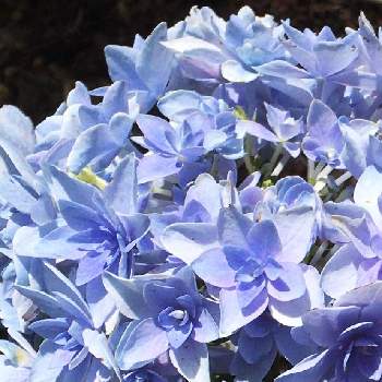 紫陽花こんぺいとう スマイルブルーの投稿画像一覧 Greensnap グリーンスナップ