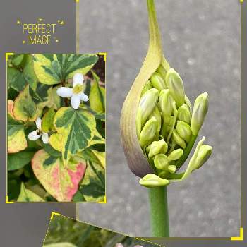 アガパンサスの蕾の投稿画像一覧 Greensnap グリーンスナップ