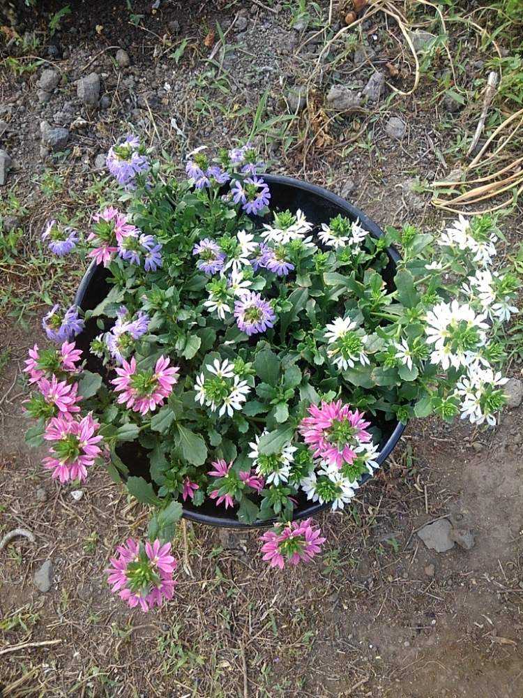 7 10更新 サンク エールの栽培記録 Greensnap グリーンスナップ