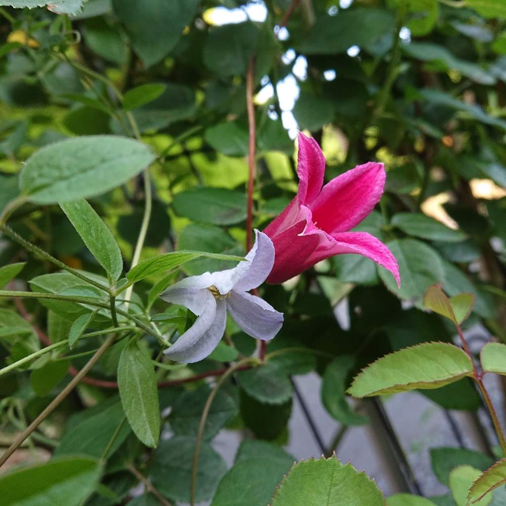 プリンセス ダイアナの投稿画像 By Shimarisuさん ブルースプライトとクレマチス とおうち園芸とクレマチス 地植えと花のある暮らしとフェンスにつる性植物 月6月8日 Greensnap グリーンスナップ