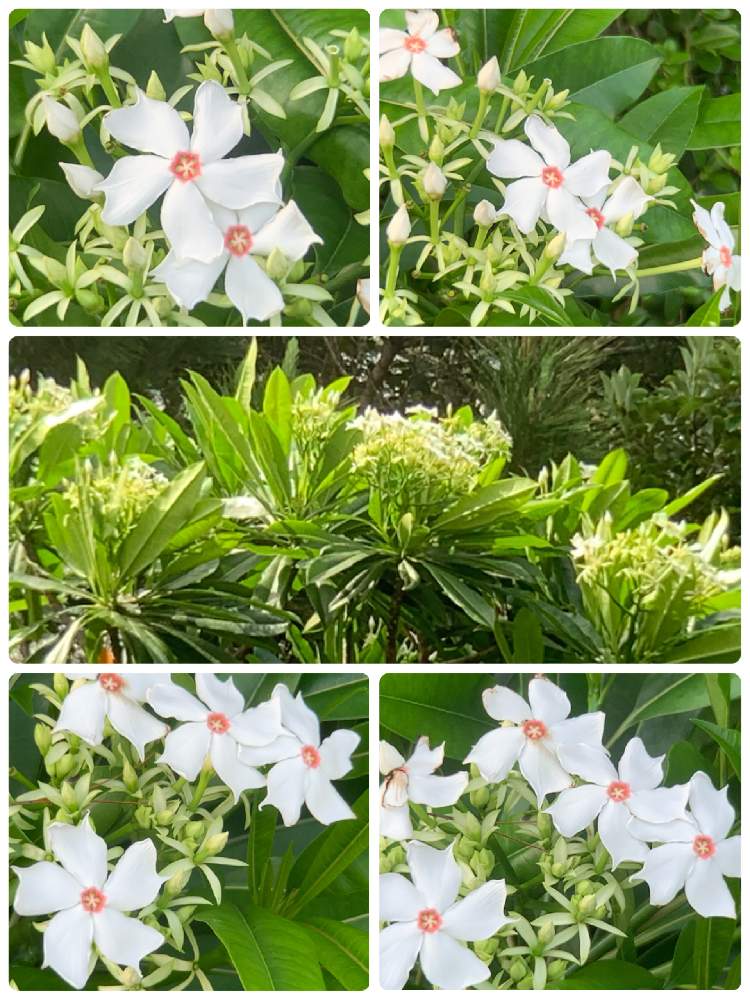 オキナワキョウチクトウの投稿画像 By ピーモモさん マングローブ林と自生する植物 月6月8日 Greensnap グリーンスナップ