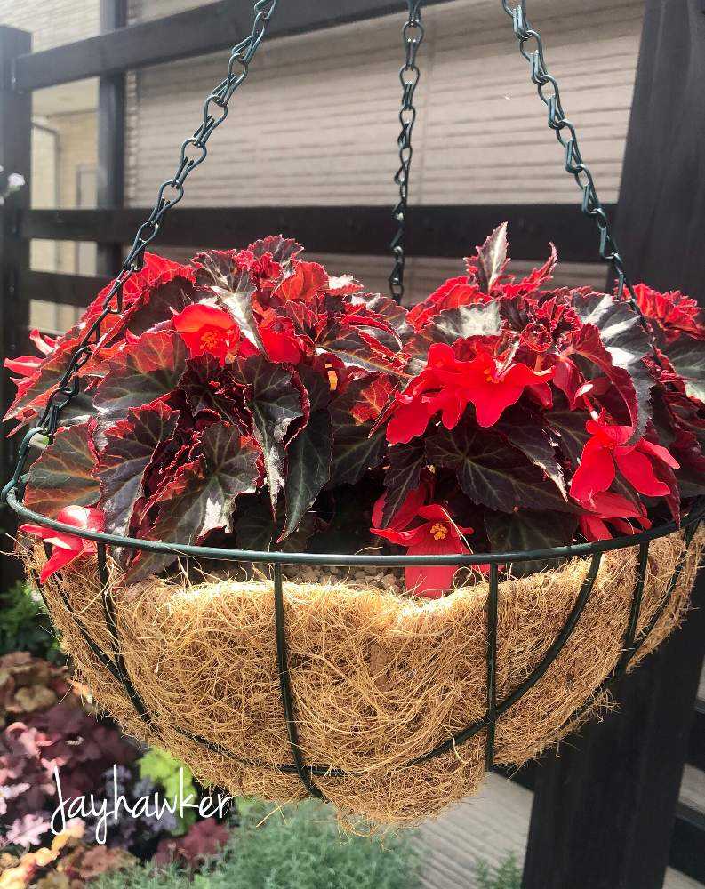 球根ベゴニア サマーウィング ダークエレガンスの投稿画像 By Jayhawkerさん Pwとガーデリンクとビタミンｆと目が覚めるpicとpwプルーブンウィナーズとpwうえましたとproven Winnersと 球根ベゴニア サマーウイングとpwフォトコンとベゴニアサマーウィングとpw