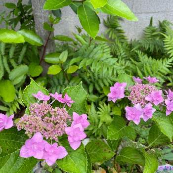 紫陽花 城ヶ崎ピンクの投稿画像一覧 Greensnap グリーンスナップ