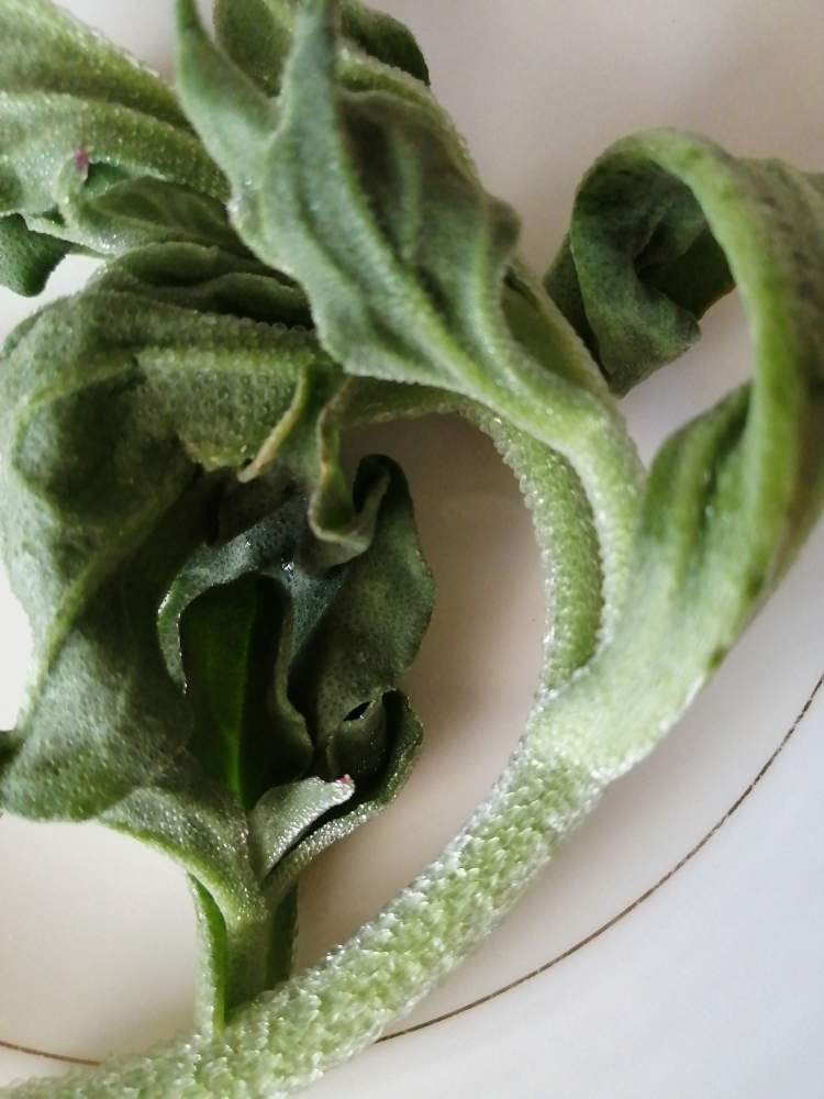 しょうまのはたけさんの投稿画像 月6月8日 Greensnap グリーンスナップ