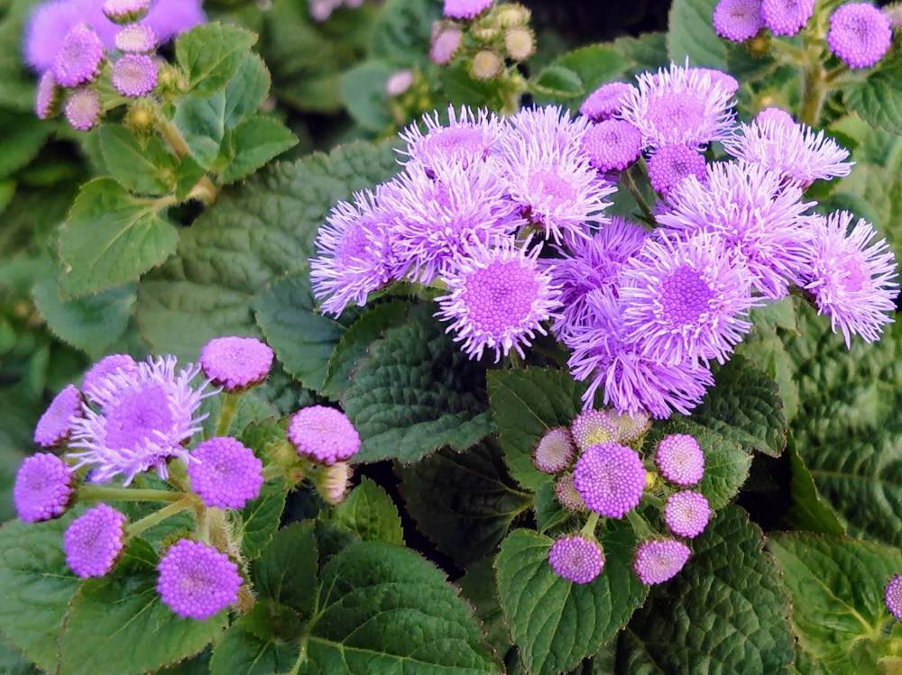 アゲラタムの投稿画像 By Kyokaさん 花のある暮らしとビタミン F 月6月8日 Greensnap グリーンスナップ