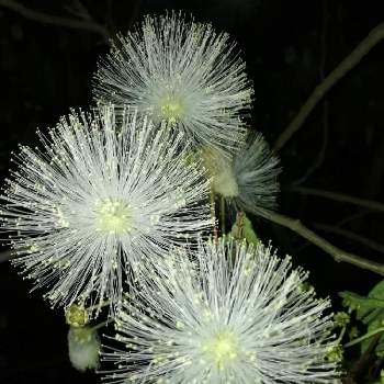 ずっとそばにいたいの投稿画像一覧 Greensnap グリーンスナップ