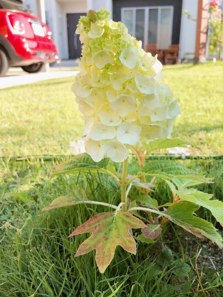 アジサイ 紫陽花の投稿画像 By まなあゆさん 柏葉紫陽花 と柏葉紫陽花 ハーモニー と小さな庭とピラミッドアジサイ とカシワバアジサイ ハーモニーとアジサイ 紫陽花と柏葉紫陽花 と柏葉紫陽花 ハーモニー とピラミッドアジサイ とカシワバアジサイ ハーモニー