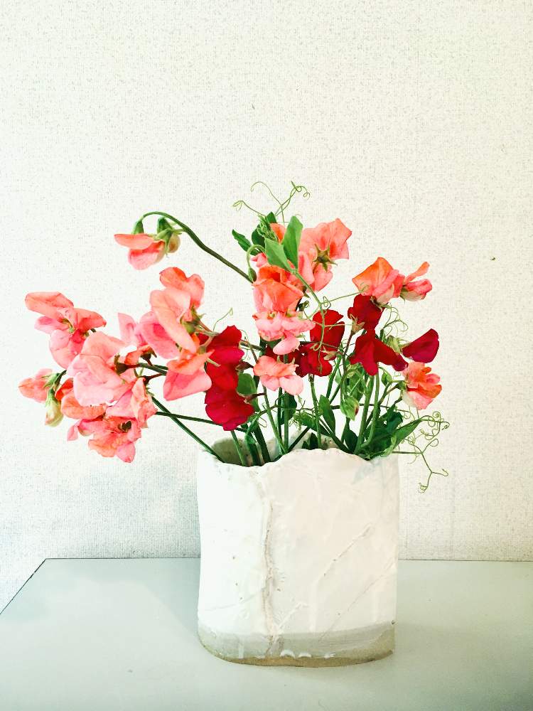 スイートピーの投稿画像 By ツバキさん 花のある暮らしと手作り花瓶とリフレッシュして 元気になる 花飾りフォトコンテストとこころがほっこり 月6月8日 Greensnap グリーンスナップ