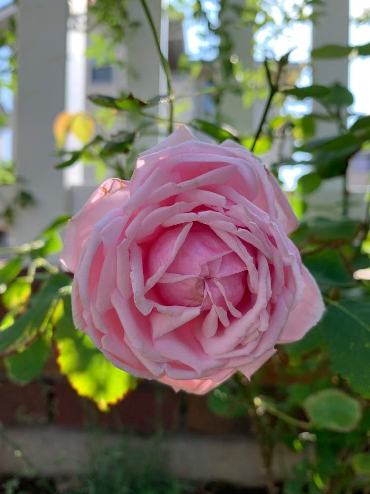ばら バラ 薔薇の投稿画像 By Micooolさん 薔薇好きとバラ ラフランスとおうち園芸とラ フランス薔薇と薔薇 とばら 薔薇 バラとバラ薔薇ばらら とばらの香りとバラを楽しむ 月6月8日 Greensnap グリーンスナップ