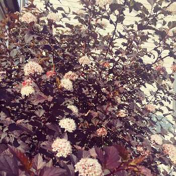 アメリカテマリシモツケ·ディアボロの画像 by マルチルさん | 小さな庭とおうち園芸とアメリカテマリシモツケ·ディアボロと白色の花と北国のガーデニングと葉っぱは銅葉と庭の宿根草と銅葉ディアボロ