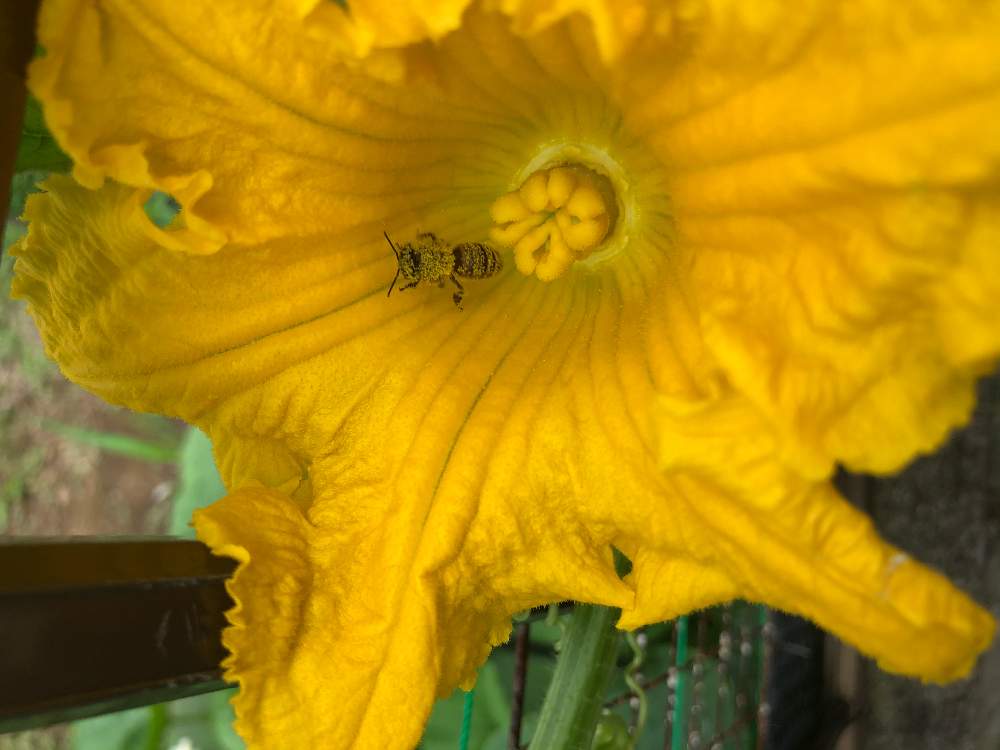 ミニカボチャの投稿画像 By リンツさん 花が咲いたと家庭菜園と種からとみつばちと実がなると初めてと楽しいと生育旺盛 月6月8日 Greensnap グリーンスナップ