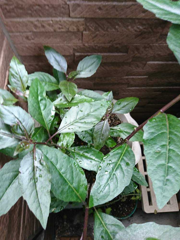 金時草 さし芽からの2年目に挑戦 Greensnap グリーンスナップ 金時草 さし芽からの2年目に挑戦 Greensnap グリーンスナップ